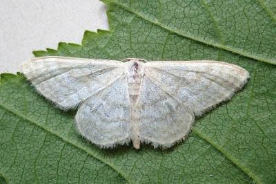 <i>Idaea subsericeata</i>