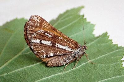<i>Bupalus piniaria</i>