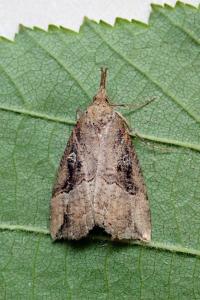 <i>Hypena rostralis</i>