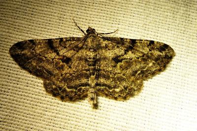<i>Peribatodes rhomboidaria</i>