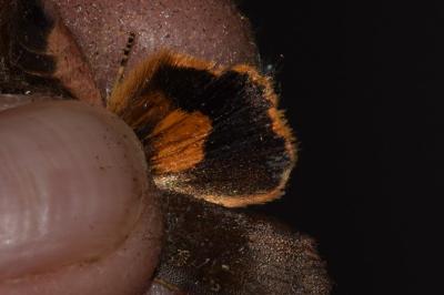<i>Noctua janthina</i>