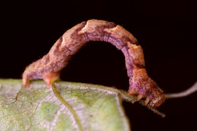 <i>Cyclophora punctaria</i>