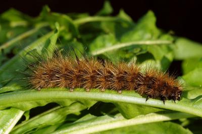 <i>Phragmatobia fuliginosa</i>