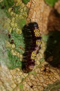 <i>Clostera pigra</i>