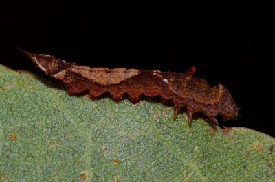 <i>Watsonalla binaria</i>