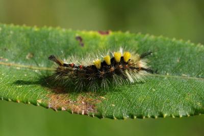 <i>Orgyia antiqua</i>