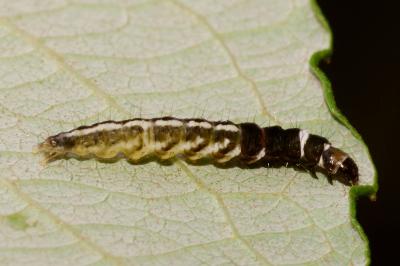 <i>Helcystogramma triannulella</i>