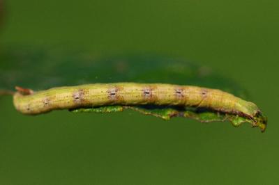 <i>Cabera exanthemata</i>
