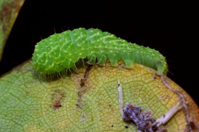 <i>Bena bicolorana</i>