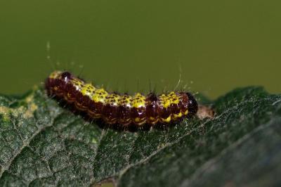 Clostera pigra