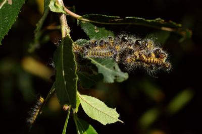 <i>Phalera bucephala</i>