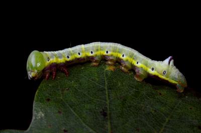 <i>Pheosia tremula</i>