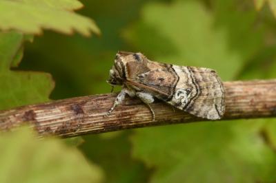 <i>Tethea ocularis</i>