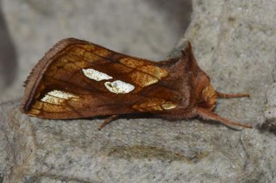 <i>Plusia festucae</i>