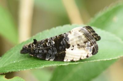 <i>Hedya pruniana</i>