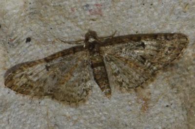<i>Eupithecia dodoneata</i>