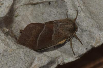 <i>Macrothylacia rubi</i>