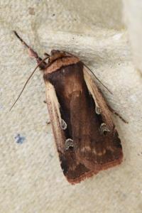 <i>Ochropleura plecta</i>