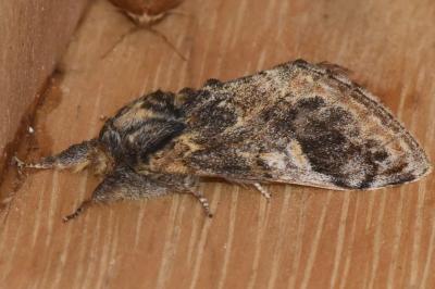 <i>Notodonta tritophus</i>