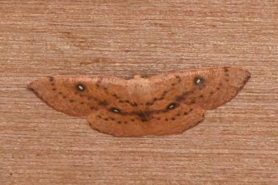 <i>Cyclophora puppillaria</i>