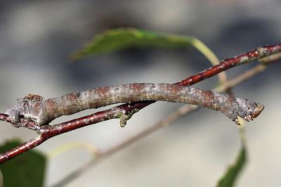 <i>Biston betularia</i>