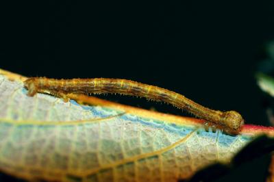 <i>Campaea margaritaria</i>
