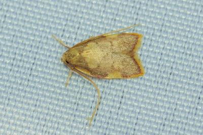 <i>Carcina quercana</i>