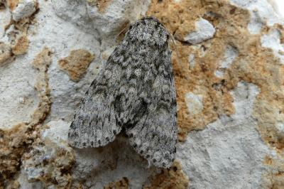 <i>Acronicta megacephala</i>