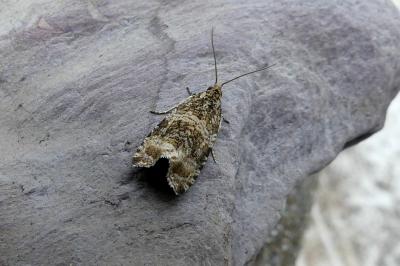 <i>Celypha lacunana</i>