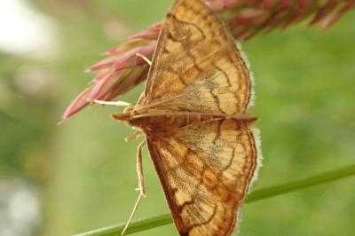 <i>Anania verbascalis</i>