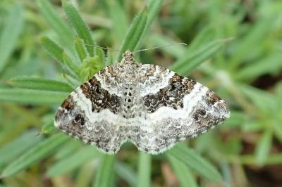 <i>Epirrhoe alternata</i>