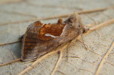 <i>Macdunnoughia confusa</i>