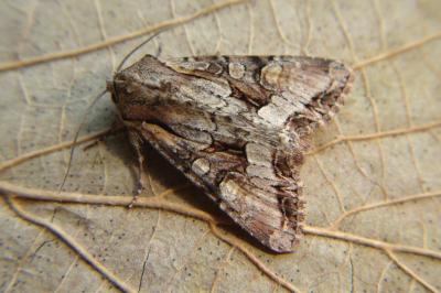 <i>Lacanobia w-latinum</i>