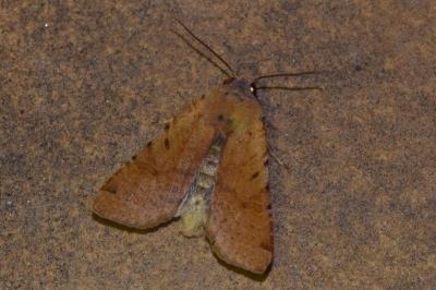 <i>Agrochola lychnidis</i>