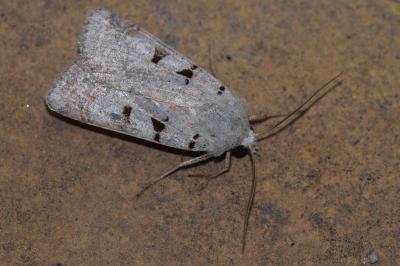 <i>Eugnorisma glareosa</i>