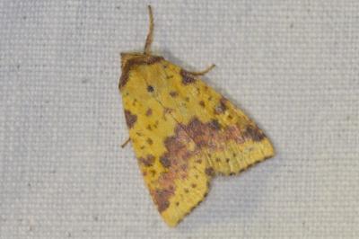 <i>Xanthia togata</i>
