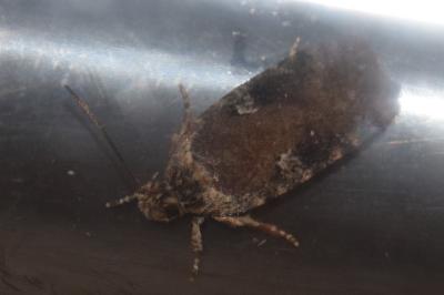 <i>Agonopterix purpurea</i>