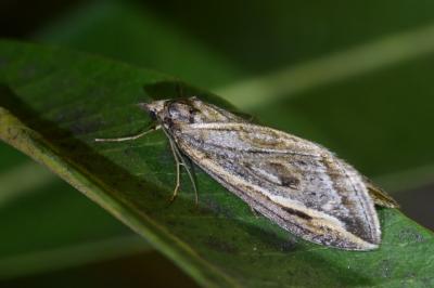 <i>Chesias legatella</i>