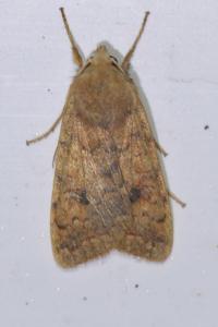 <i>Sunira circellaris</i>