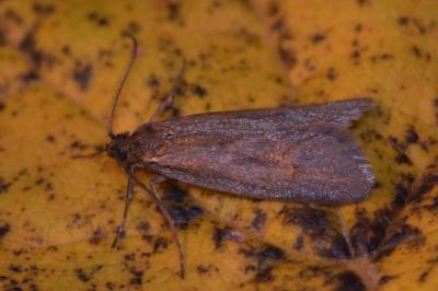 <i>Diurnea lipsiella</i>