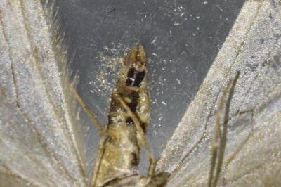 <i>Epirrita dilutata</i>