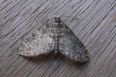 <i>Lobophora halterata</i>