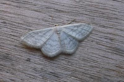 <i>Idaea subsericeata</i>