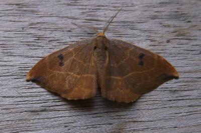 <i>Watsonalla binaria</i>