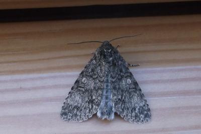 <i>Acronicta megacephala</i>