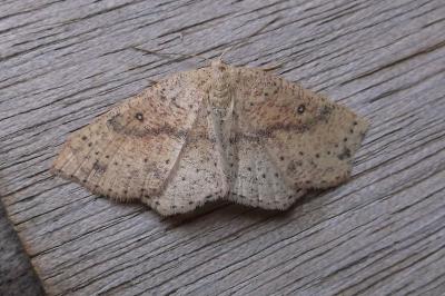 <i>Cyclophora porata</i>
