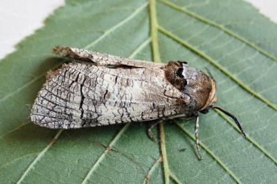 <i>Cossus cossus</i>