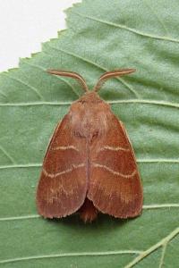 <i>Macrothylacia rubi</i>