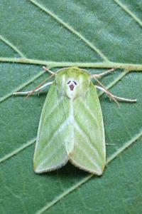<i>Pseudoips prasinanus</i>