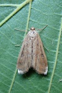 <i>Parapoynx stratiotata</i>